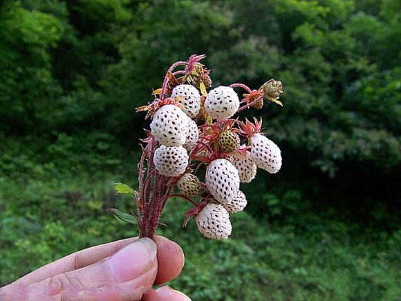 春天山里的"白米泡",口感香甜软糯,有谁吃过吗?