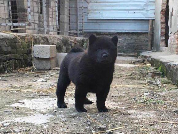 在当地作为猎犬和看护犬使用,是优秀的赶山犬