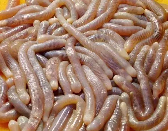 第一次带朋友吃重口味"虫子美食",他是什么表情?