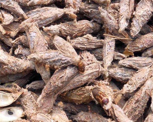 农村害虫"吊死鬼",70元一斤抢着买,害虫一时变成"香馍馍"