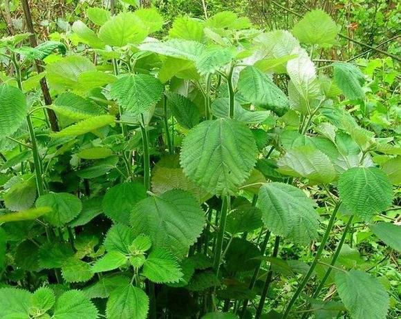 不说不知道,农村用来喂猪牛的草,有安胎止血的功效|苎麻|苎麻根|猪