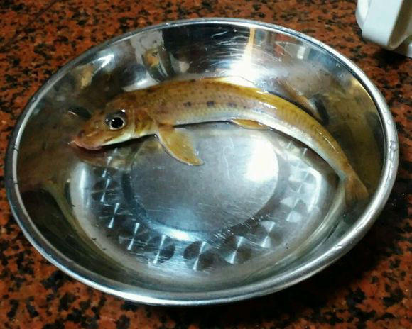 此鱼头大尾小呈长锥体钓鱼人称为船钉子