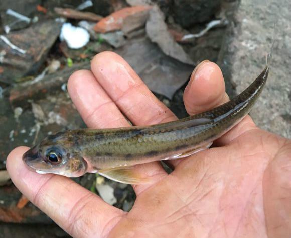 在老家河里钓的鱼个头都不怎么大有钓友认识这些鱼吗