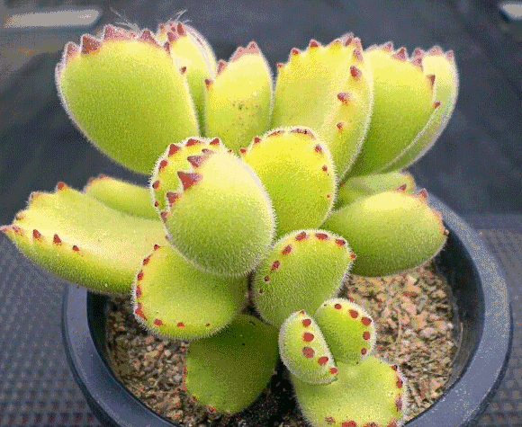 蓝苹果多肉夏天怎么养