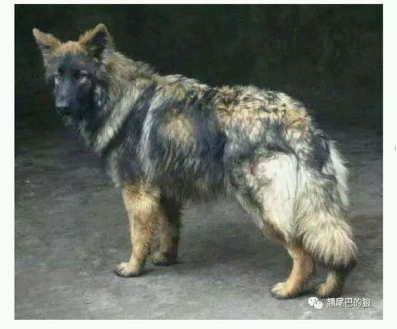 狼青犬之起源,让更多人了解“非本土犬种”
