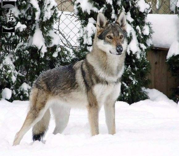 该品种是由混合喀尔巴阡狼与纯种德国牧羊犬而培育成的