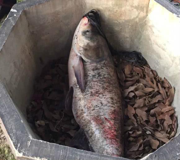 新年钓获的第一条大鱼 三十多斤的大鲢鱼 可真是把我累坏了!