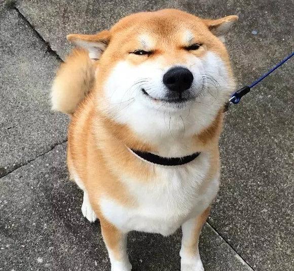 柴柴的小表情太有戏了二哈甘拜下风