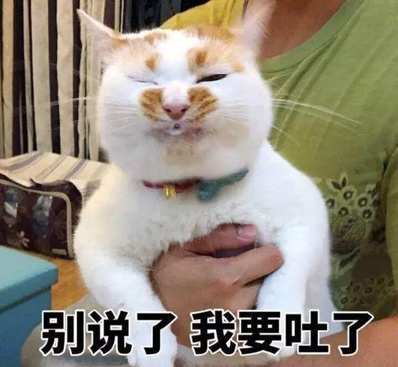 表情包|猫咪|猫_新浪新闻