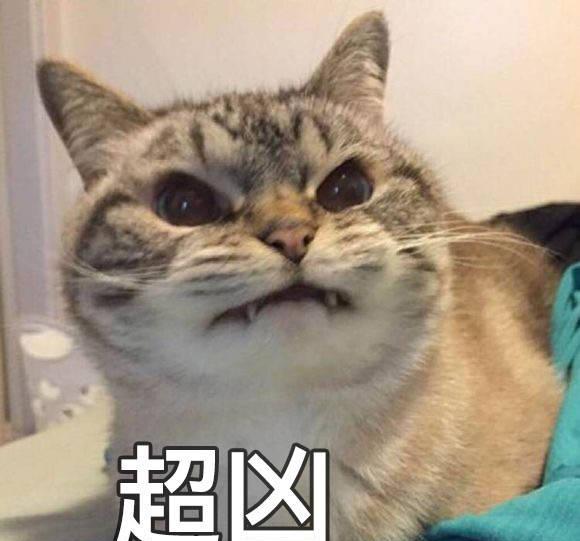 猫咪超凶表情包