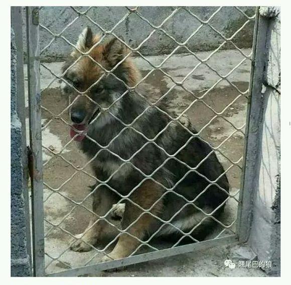 狼青犬之起源,让更多人了解“非本土犬种”