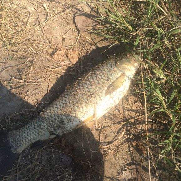 韭菜还能钓草鱼?直到试过邻居给我的这套配方,我才真正的服气!