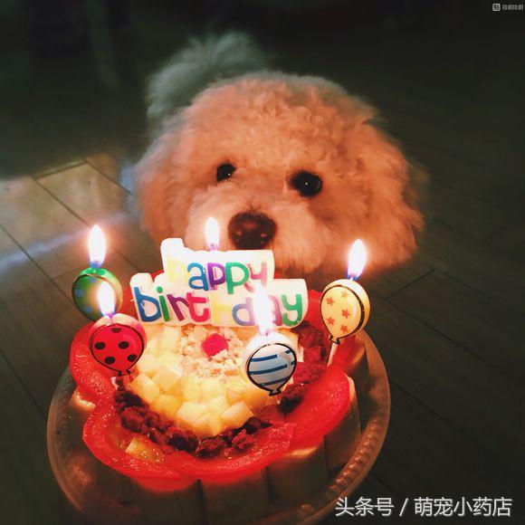 狗狗刚过完一岁生日,家里又迎来了一只泰迪