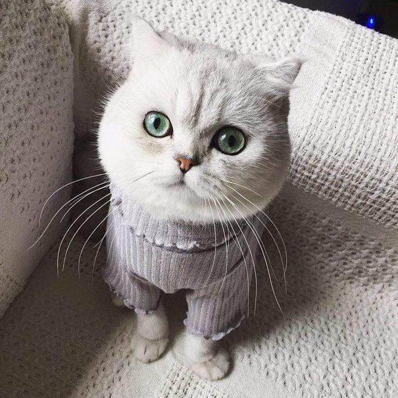 遇上爱打扮的铲屎官,爱给英短猫穿衣服