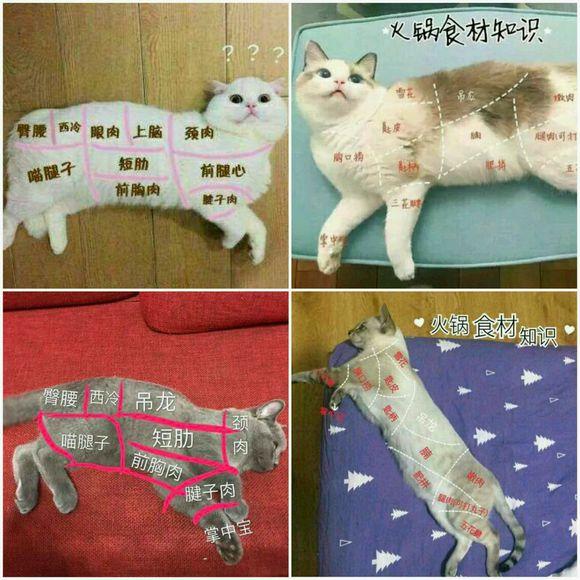 猫肉怎么烧好吃急在线等