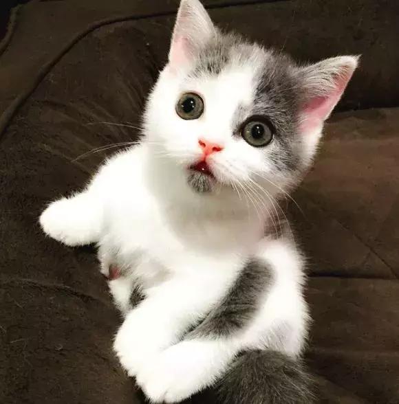 呆萌小奶猫自带懵逼表情实力圈粉无论看到啥都懵