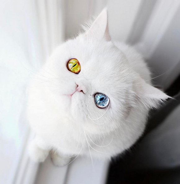 猫咪两只眼珠不同颜色,一只热情似火,一只深邃似大海!