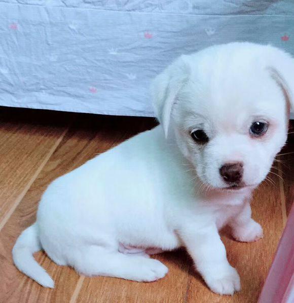 知道自己买的是只拉布拉多串串后,邻居直接把狗狗丢进垃圾桶