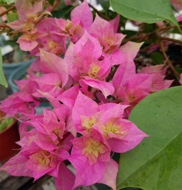 三角梅来个绝水保你年年开花不绝