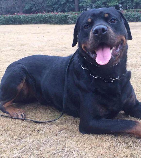 大型犬的楷模罗威纳养了它保姆和保安都不用请了