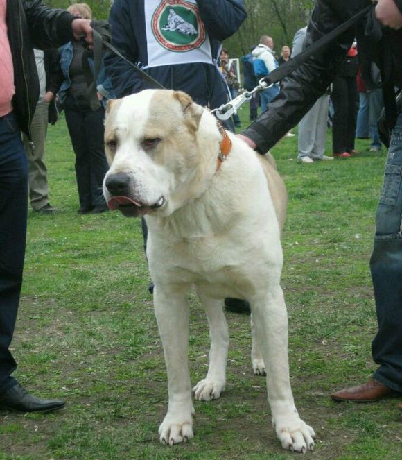 其貌不扬的中亚牧羊犬战斗力惊人秒杀藏獒