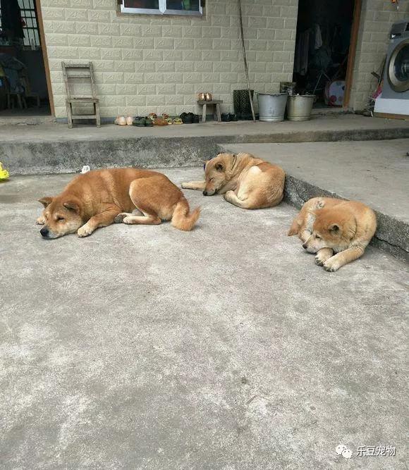 秋田犬|土狗|回娘家_新浪新闻