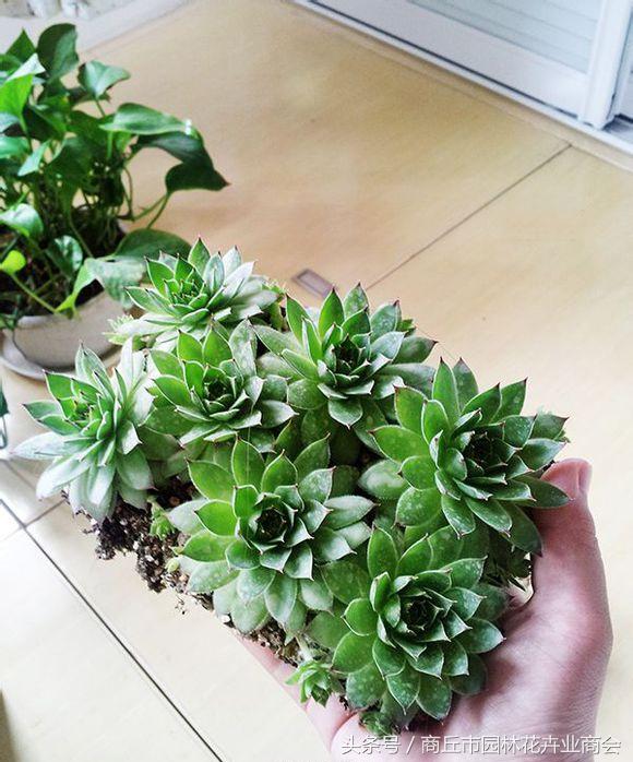 新手养多肉就从观音莲开始吧3个月就爆盆简直太萌了