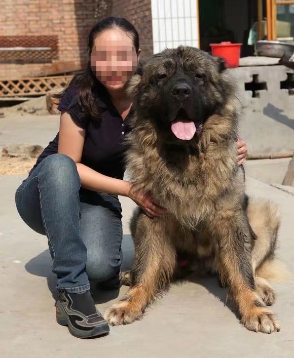 农村小媳妇养了一只大藏獒,知道用途后,众人唏嘘不已