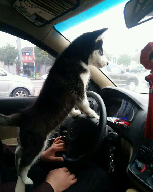 开车途中让二哈来把方向是想让狗子成为老司机么