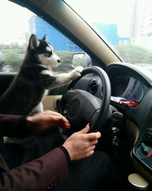 开车途中让二哈来把方向是想让狗子成为老司机么