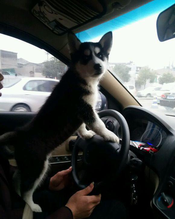 开车途中让二哈来把方向是想让狗子成为老司机么