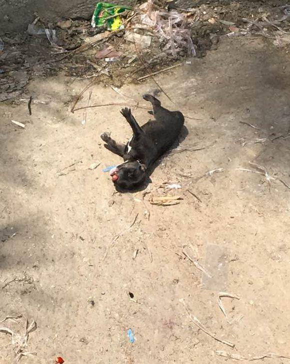 女子捡到将死小奶狗谁知一位伟大的母亲在门外冻了一夜