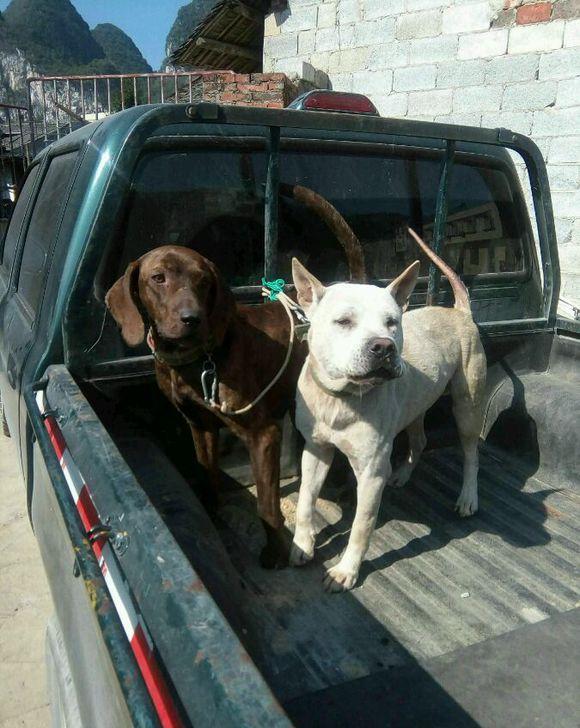 农村大哥为民除害,出动几条猎狗,灭悼了一头野猪