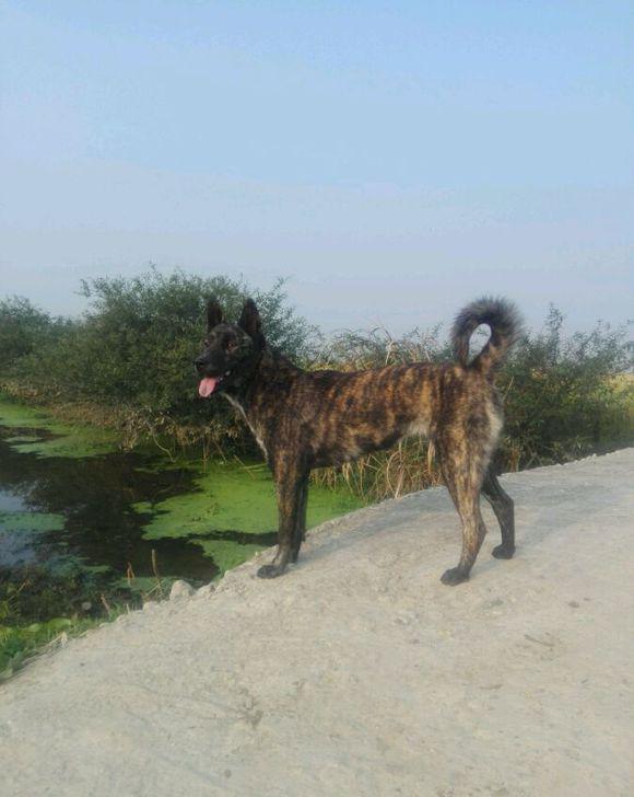 谁来保护我们的本土犬,满地都是外来犬,虎斑犬却成