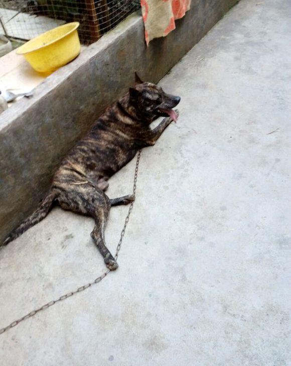 从上饶买的虎斑犬自从成了村里的狗王无论是谁家的牲口都要管