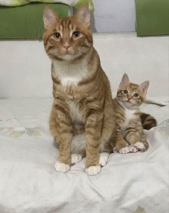 猫妈妈和猫宝宝在一起的画风简直不要太有爱,太温馨!