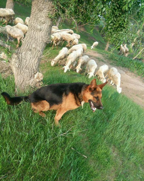 是贪玩还是什么原因|放羊|羊|狗_新浪新闻