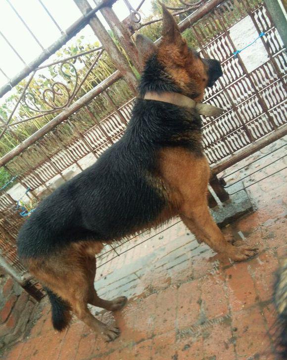 是贪玩还是什么原因|放羊|羊|狗_新浪新闻