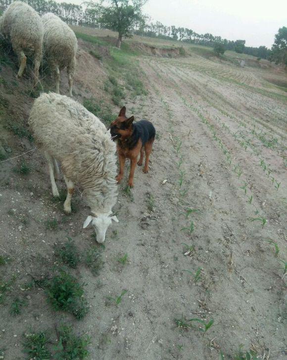 是贪玩还是什么原因|放羊|羊|狗_新浪新闻