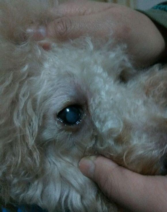 这只狗的眼睛是怎么了?发现右眼黑眼珠里面有点白色的东西