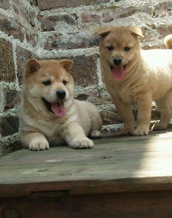 这些才是纯正的中国土狗最优秀的品种别觉得养土狗丢脸啦