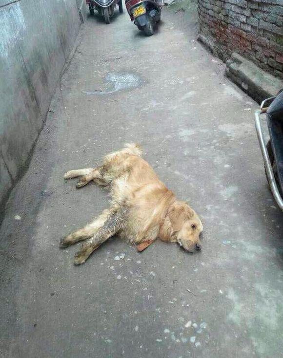 主人带金毛散步,中途买了包烟,回来后却发现狗被人打倒在地