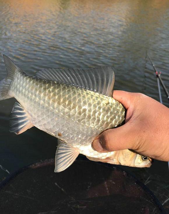 鸡肠打窝长江钓获20斤大白鲫网友第一次看见这么大鲫鱼