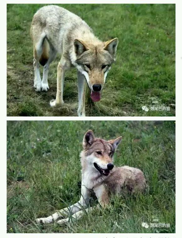 狼青犬之起源,让更多人了解“非本土犬种”|捷克|狼|犬种_新浪新闻