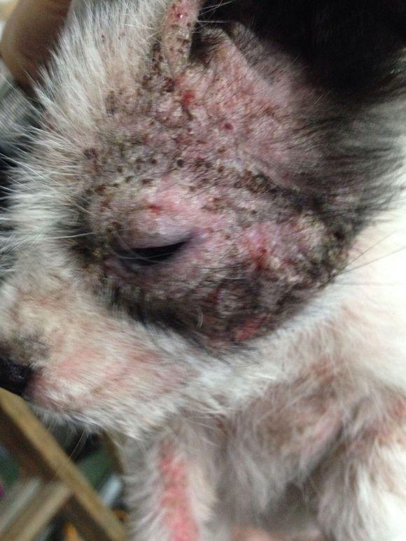 流浪小奶狗全身皮肤病路边讨吃的遭嫌弃,狗狗委屈的眼神看哭女孩