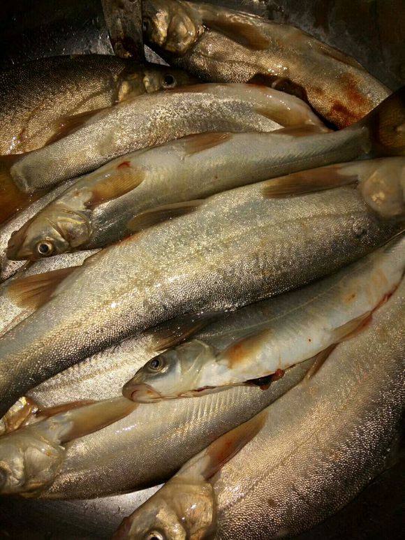 黄河疑似怪鱼入侵,实则是消失多年的裸鲤,再现因黄河变清