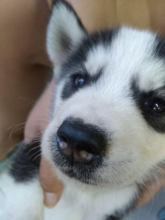 网上买的哈士奇,得了细小,它想活下去拼命的,跟死神做斗争