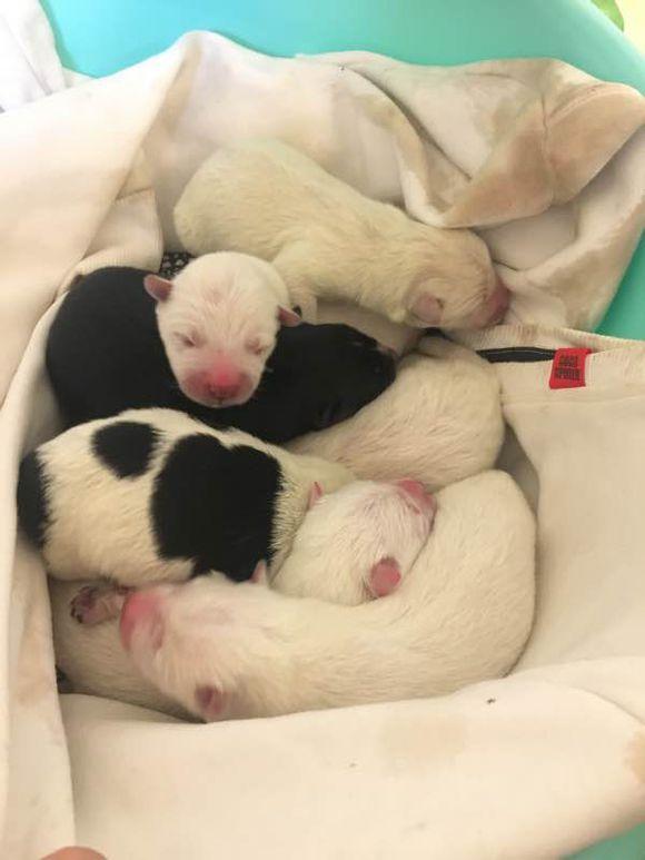 萨摩耶生出了一窝宝宝,主人看到之后,顿时就愁眉苦脸!