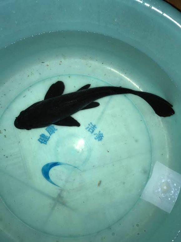 大桥下必有妖物,钓起一条墨黑的鱼,眼珠都是黑色