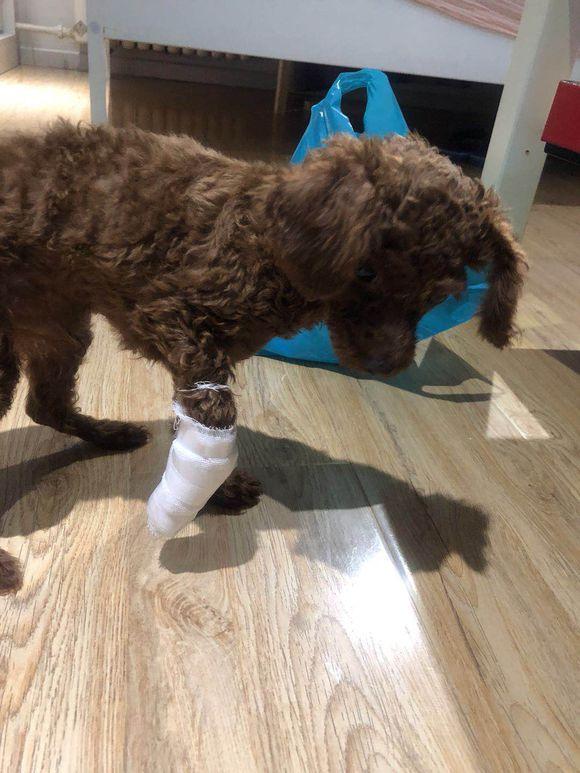 泰迪太淘气,便打了它一顿,结果失手把它打瘸了,我现在很难受